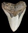 Bargain, Megalodon Tooth - North Carolina #52290-1